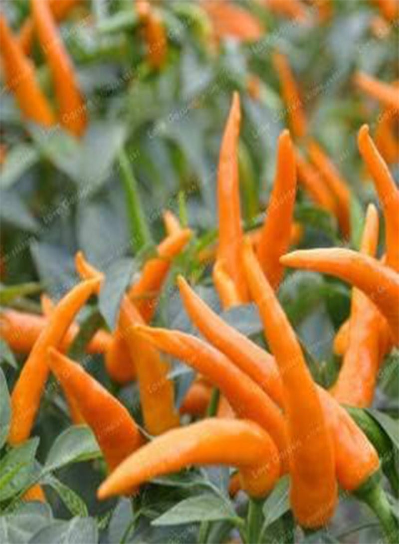 GGOOT Chilli Vegetable Seeds 100 Pcs; Color 16
