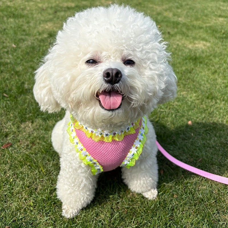 Small To Medium Pet Harness And Leash Set 2005 Pink Lace Trim Soft Breathable Fabric For Outdoor Outings - Image 2