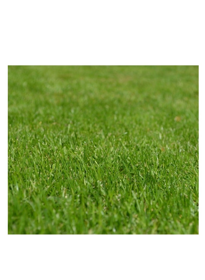 Generic 500 PCS Grass Seeds Gardening Lawn Seeds  - Image 2