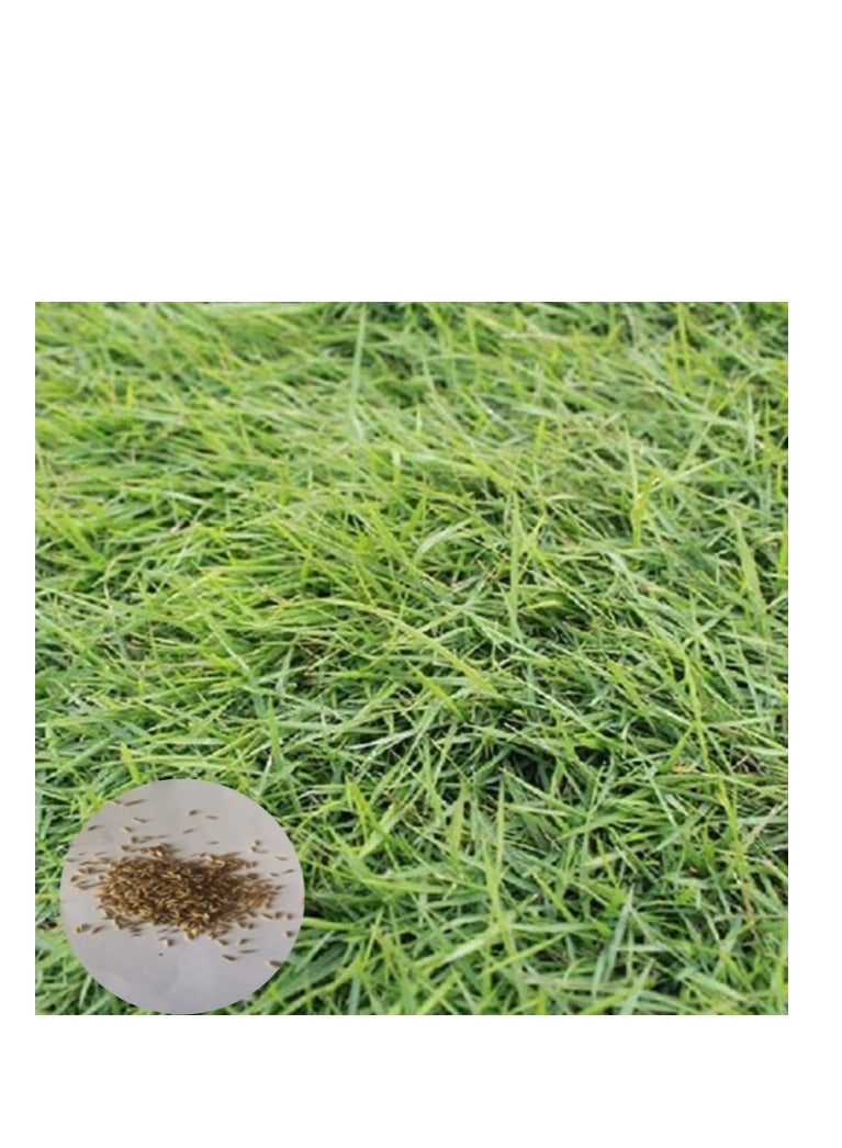 Generic 500 PCS Grass Seeds Gardening Lawn Seeds  - Image 1