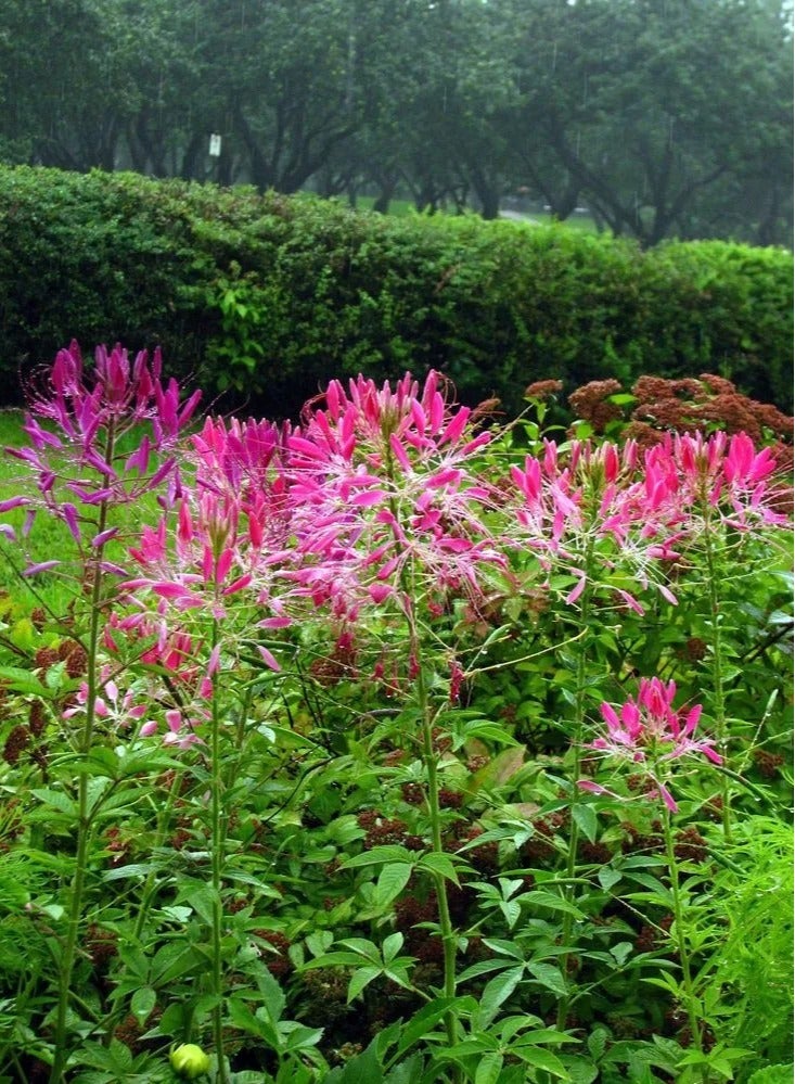 ڤسيل24 بذور زهرة العنكبوت الأنيقة والغريبة لمجموعة عرض مذهلة للحديقة مكونة من 3 قطع - Image 2