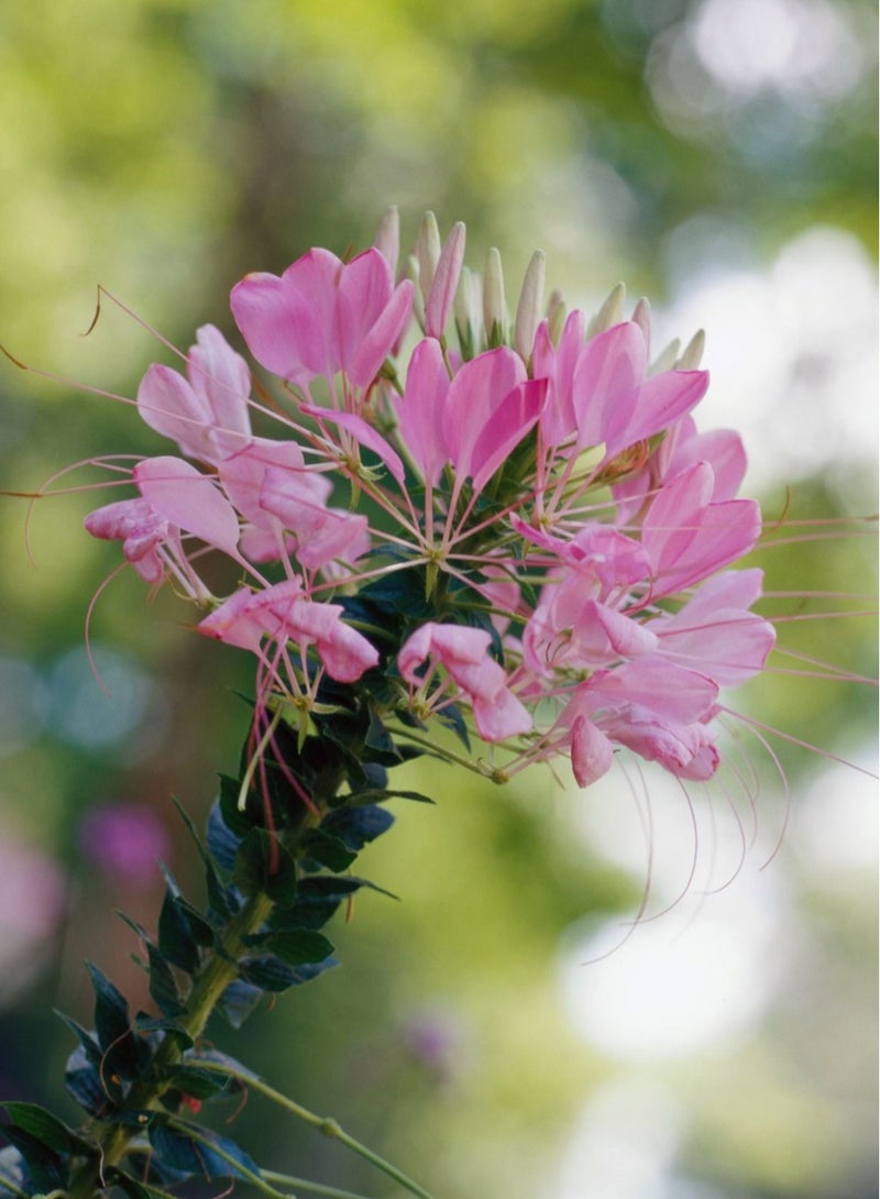 ڤسيل24 بذور زهرة العنكبوت الأنيقة والغريبة لمجموعة عرض مذهلة للحديقة مكونة من 3 قطع - Image 1