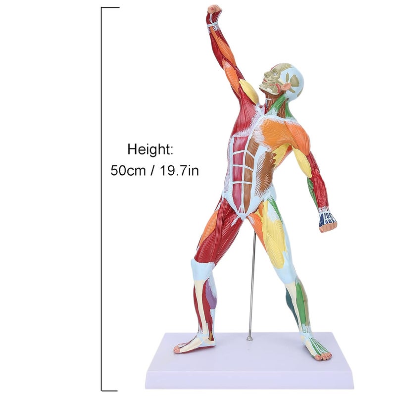 klarako Miniature Muscular System Model, 20" Human Muscle Anatomy Model Displaying Superficial Muscle and Structure of The Body, Includes Detailed Product for Muscle Education in Class - Image 3