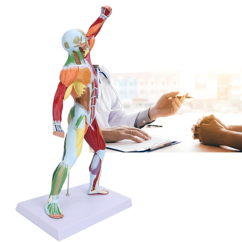 klarako Miniature Muscular System Model, 20" Human Muscle Anatomy Model Displaying Superficial Muscle and Structure of The Body, Includes Detailed Product for Muscle Education in Class - Image 5