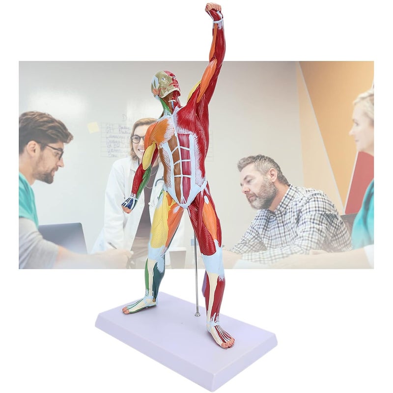 klarako Miniature Muscular System Model, 20" Human Muscle Anatomy Model Displaying Superficial Muscle and Structure of The Body, Includes Detailed Product for Muscle Education in Class - Image 4