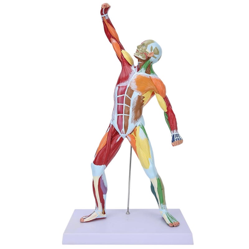 klarako Miniature Muscular System Model, 20" Human Muscle Anatomy Model Displaying Superficial Muscle and Structure of The Body, Includes Detailed Product for Muscle Education in Class - Image 1