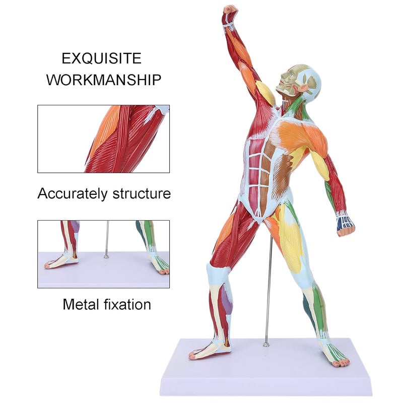 klarako Miniature Muscular System Model, 20" Human Muscle Anatomy Model Displaying Superficial Muscle and Structure of The Body, Includes Detailed Product for Muscle Education in Class - Image 2