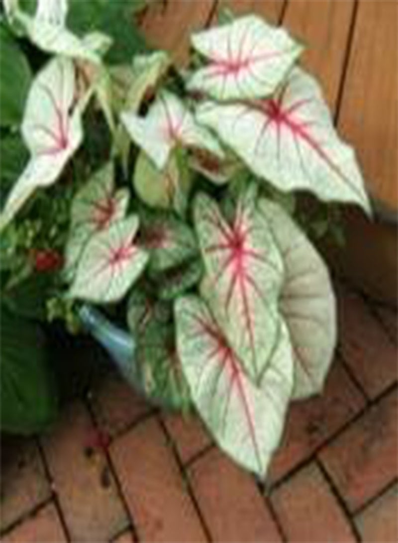 جي جوت كالاديوم فلوريدا فانتسي (3 بذور) أوراق الشجر البيضاء الزاهية مع عروق خضراء باهتة الشحن الآن! - Image 3