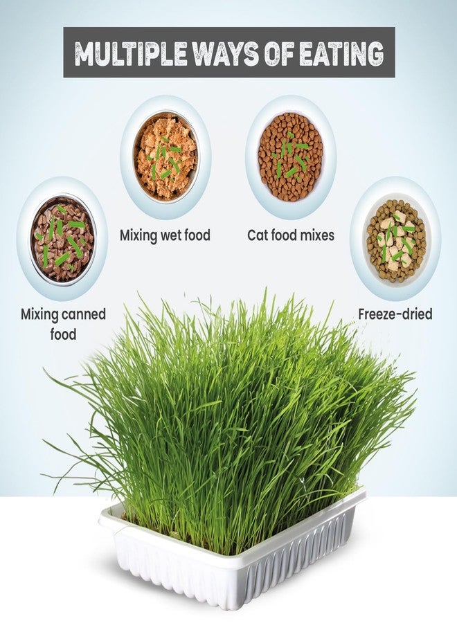 Trixie Cat Grass Seeds with Planter for Kittens & Cats - Soft, Vitamin-Rich, Easy to Grow, Nutritious & Natural Supplement Supporting Digestion & Overall Health, 100g - Image 4