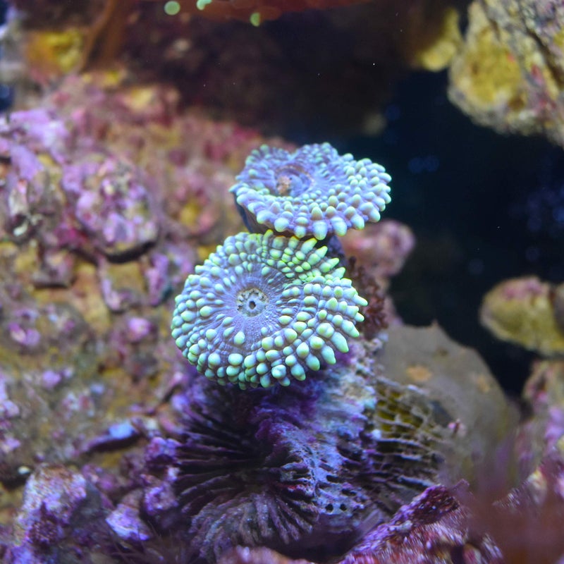 Seachem Reef Carbonate 500ml - Image 2