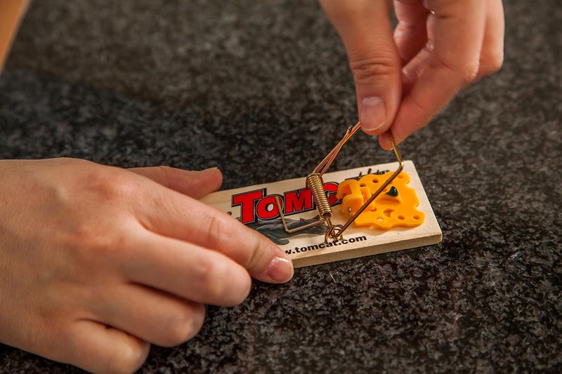 TOMCAT Mouse Traps (Wooden), Inexpensive, Effective Way to Catch Mice in The Home, 2 Traps (Pack of 2) - Image 4