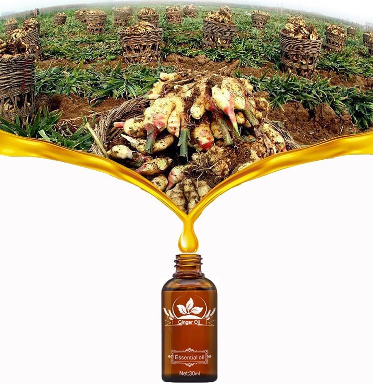 Vamotto 2 Pack Ginger Oil for Lymphatic Drainage, Ginger Essential Oil for Swelling and Pain Skin Body Massage, Ginger Massage Oil Essential, SPA Ginger Essential Oils, Ginger Body Oil 30ML/Bottle - Image 4