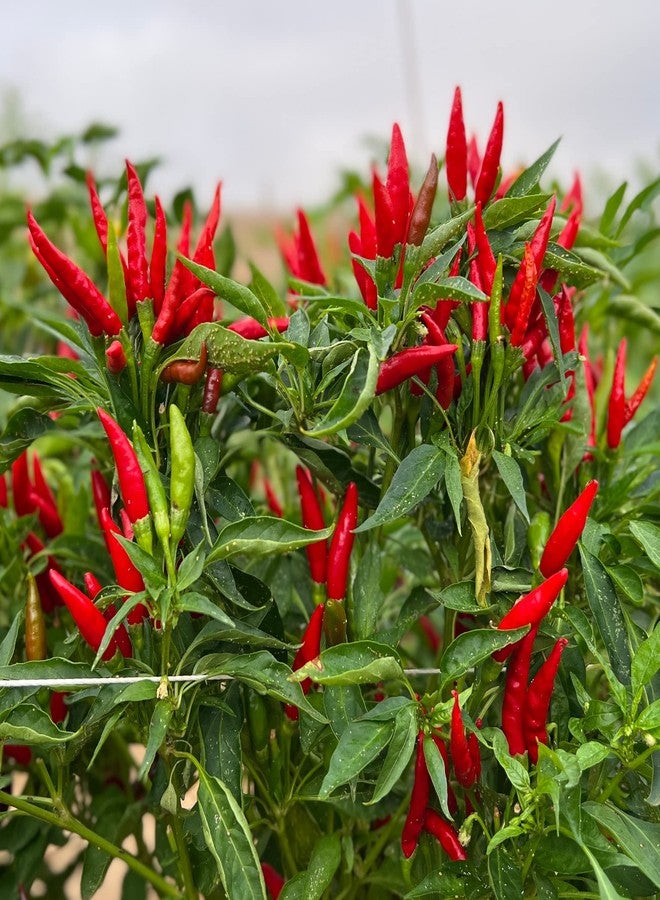 McCabe Organic Sun-Dried Red Chili Pepper - Dried Japanese Variety Chili Peppers | Rich with Vitamin D & Minerals | USDA and CCOF Certified | Product of USA | 50g (Japanese Pepper/Yatsufusa Variety) - Image 4