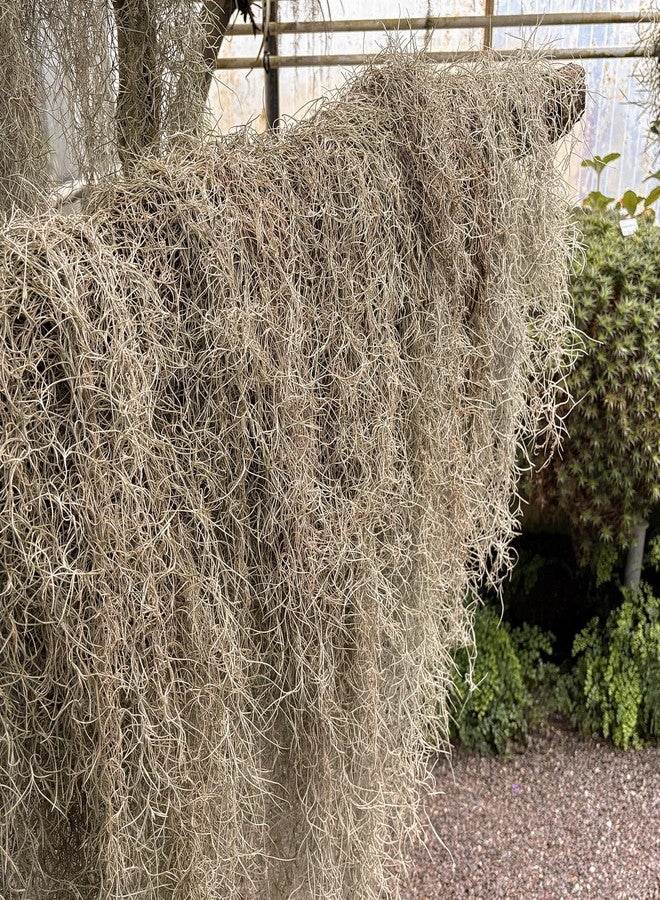 Giegxin Spanish Moss 41'' Fake Hanging Succulents Faux Moss Artificial Succulent Plants Vines Hanging Plants Swamp Decoration Potted Artificial Garland(Brown,12 Pack) - Image 5
