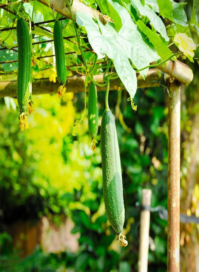 جي جوت 50 قطعة من اللوف سامين كليتيرجيموس جلات أوبرفلاش ستاركي أنباسونجسفاهيجيكيت جيرينج بودينانفورديرونجن جينيسين سي دن سباس آم شنيل واكسيندن فلانزين - Image 1