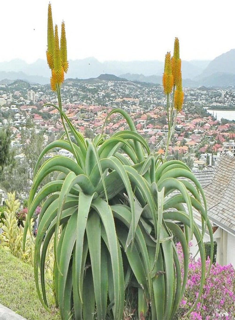 GGOOT Aloe Thraskii Golden Aloe Dune Aloe 5 Fresh Seeds  - Image 2