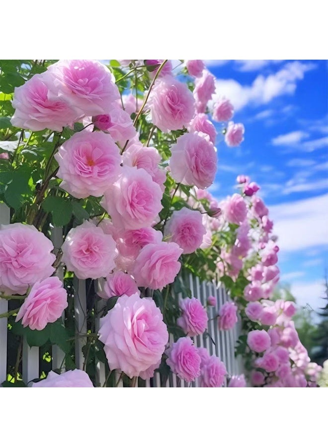 43℃ 500Pcs Climbing Rose Seeds White Pink Color For Garden Planting - Image 1