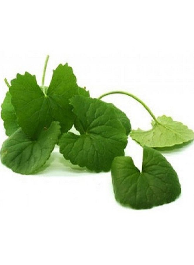 neotea مسحوق نيوتيا جوتو كولا | فالاراي | سنتيلا أسياتيكا وبراهمي (باكوبا مونييري) | مسحوق بنى طبيعي | سارسواتي كيراي | نير براهمي بودي | أعشاب نقية | غير معدلة وراثيًا | بدون مواد حافظة | يدعم الصحة العقلية وصحة البشرة | 1 كجم - Image 2