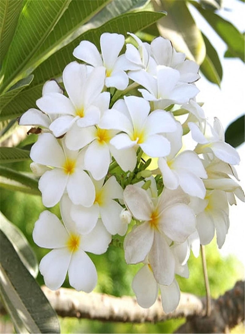 GGOOT Jasmine Seeds Value Pack-Outdoor Seeds UK Home Garden Collection Gift Seeds Large Numbers High Germination Rate - Image 1