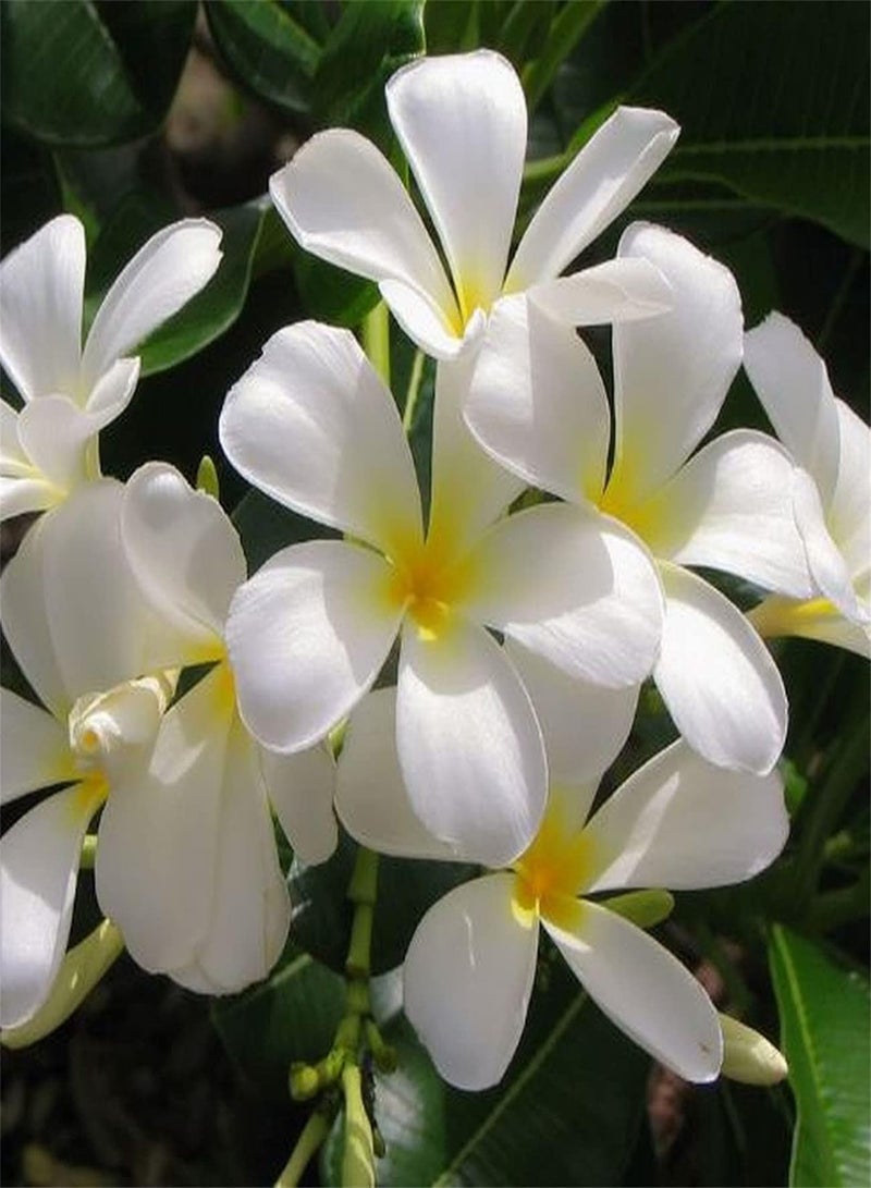 GGOOT Jasmine Seeds Value Pack-Outdoor Seeds UK Home Garden Collection Gift Seeds Large Numbers High Germination Rate - Image 2