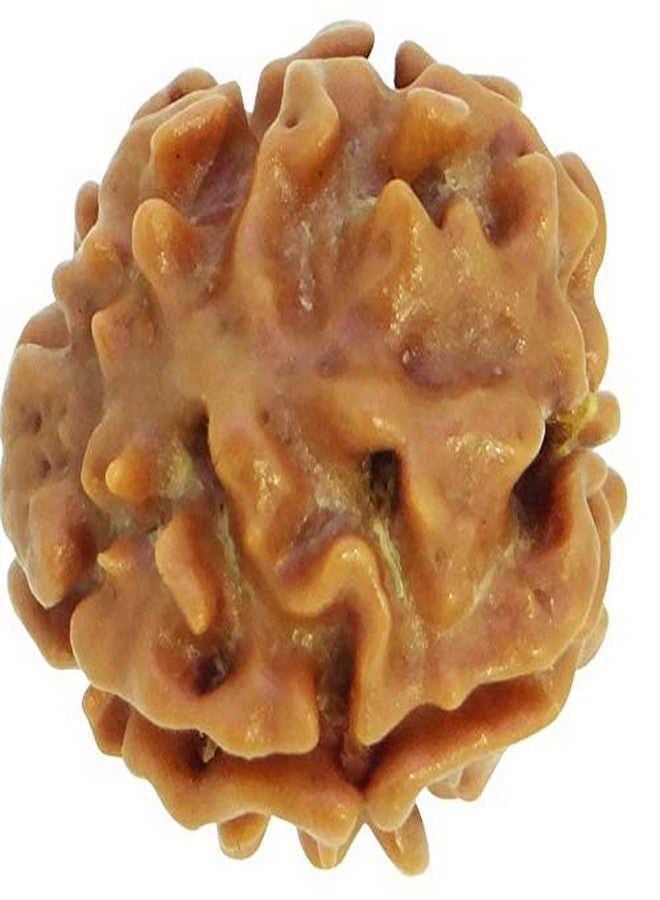 خرز رودراكشا نيبالي طبيعي معتمد من مختبر TheGalaxy 3 Mukhi (ثلاثي الوجوه) ببركات اللورد شيفا - Image 2