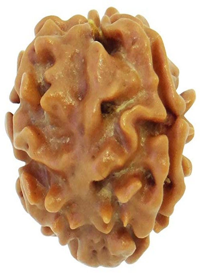 خرز رودراكشا نيبالي طبيعي معتمد من مختبر TheGalaxy 3 Mukhi (ثلاثي الوجوه) ببركات اللورد شيفا - Image 3