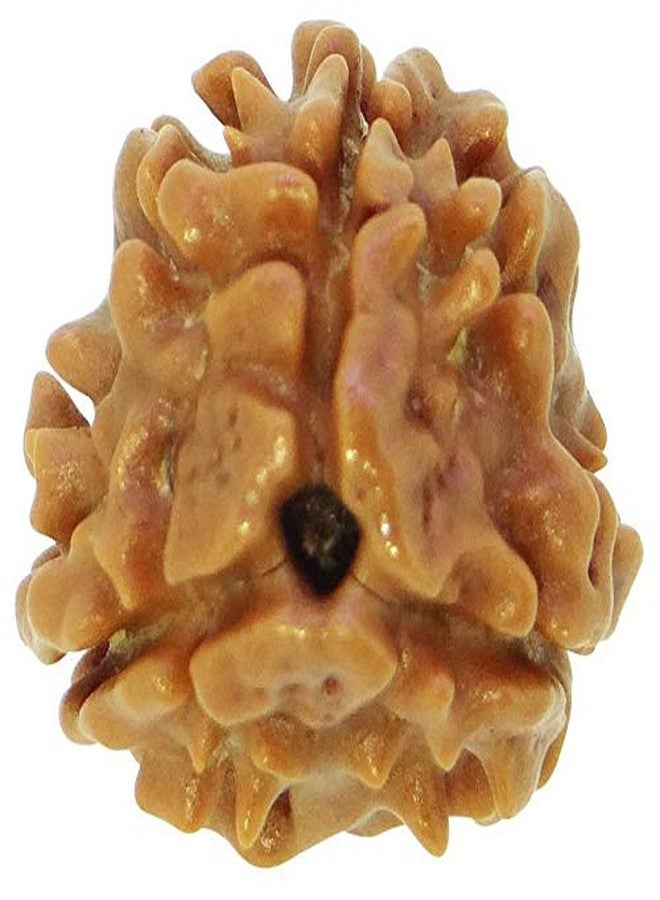 خرز رودراكشا نيبالي طبيعي معتمد من مختبر TheGalaxy 3 Mukhi (ثلاثي الوجوه) ببركات اللورد شيفا - Image 1