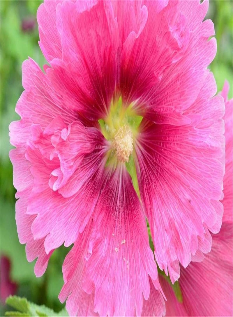 جي جوت بذور خبيزة مستوردة - بذور خارجية من المملكة المتحدة - يمكن أن تزهر بأعداد كبيرة، أزهار جميلة، نبات قوي النمو - 300 قطعة - Image 1