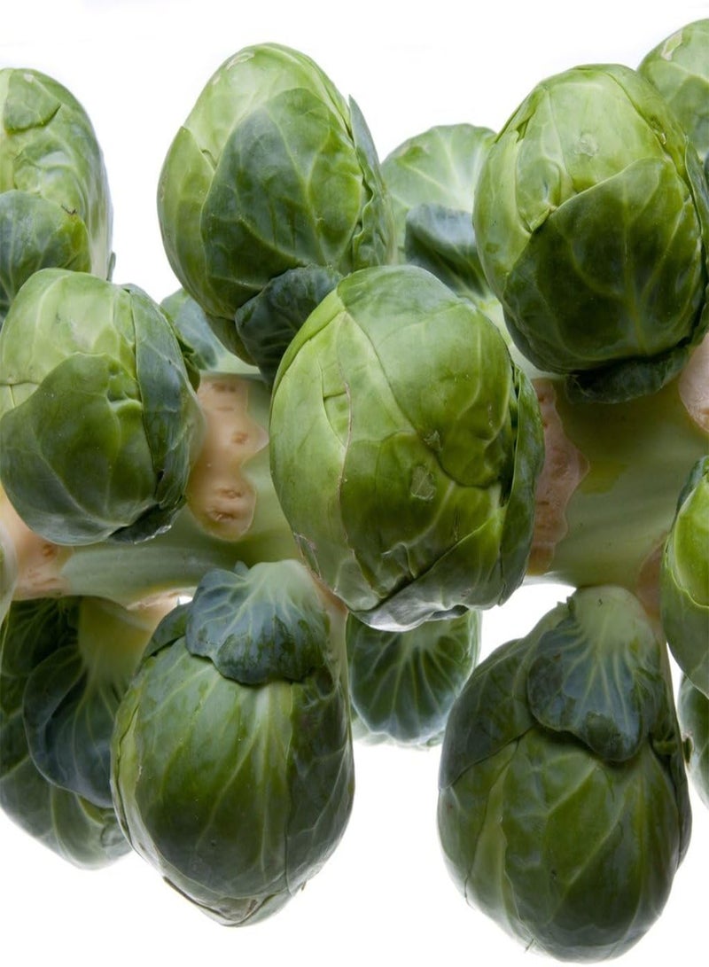 GGOOT seeds   Vegetable seeds, Brussels Sprouts   Evesham Special, V BRS 03, 400 seeds Minimum Per Packet. - Image 1