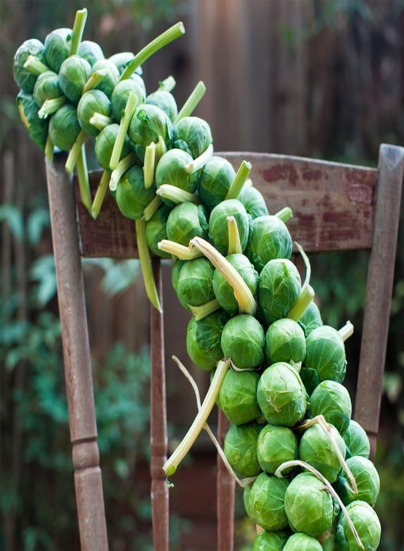 GGOOT seeds   Vegetable seeds, Brussels Sprouts   Evesham Special, V BRS 03, 400 seeds Minimum Per Packet. - Image 2