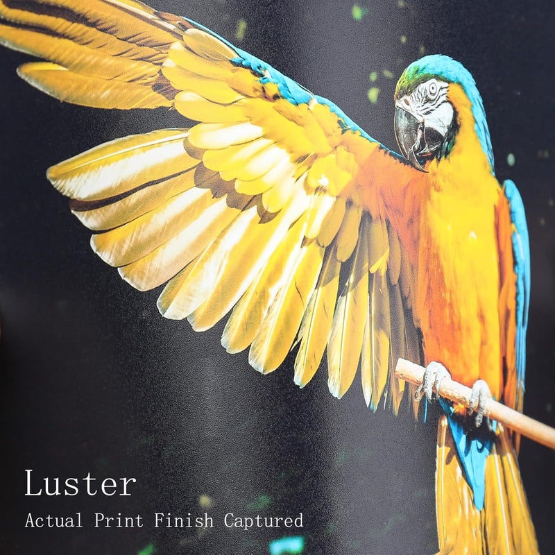 KOALA PAPER ورق صور كوالا بريميوم 5x7 إن لسترة لطابعة الصور لطابعة نفث الحبر مقاوم للماء بلمسة ناعمة 66 رطل 50 ورقة - Image 2