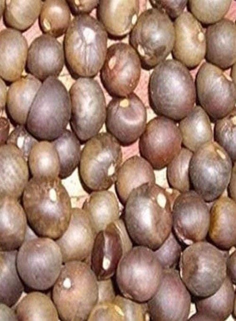 GGOOT 25PCS Tea Plant Seeds (Camellia Sinensis) Fresh Green Tea Seeds - Image 3