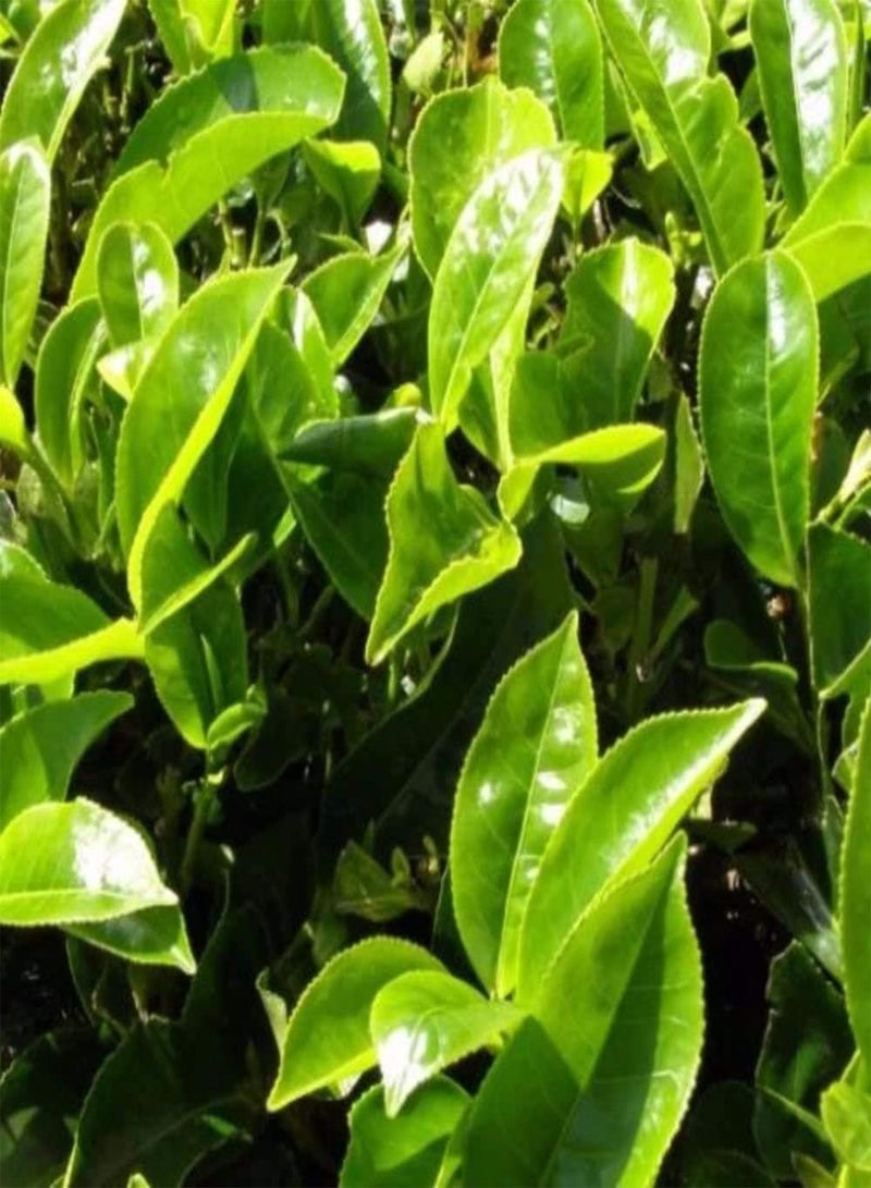 GGOOT 25PCS Tea Plant Seeds (Camellia Sinensis) Fresh Green Tea Seeds - Image 1
