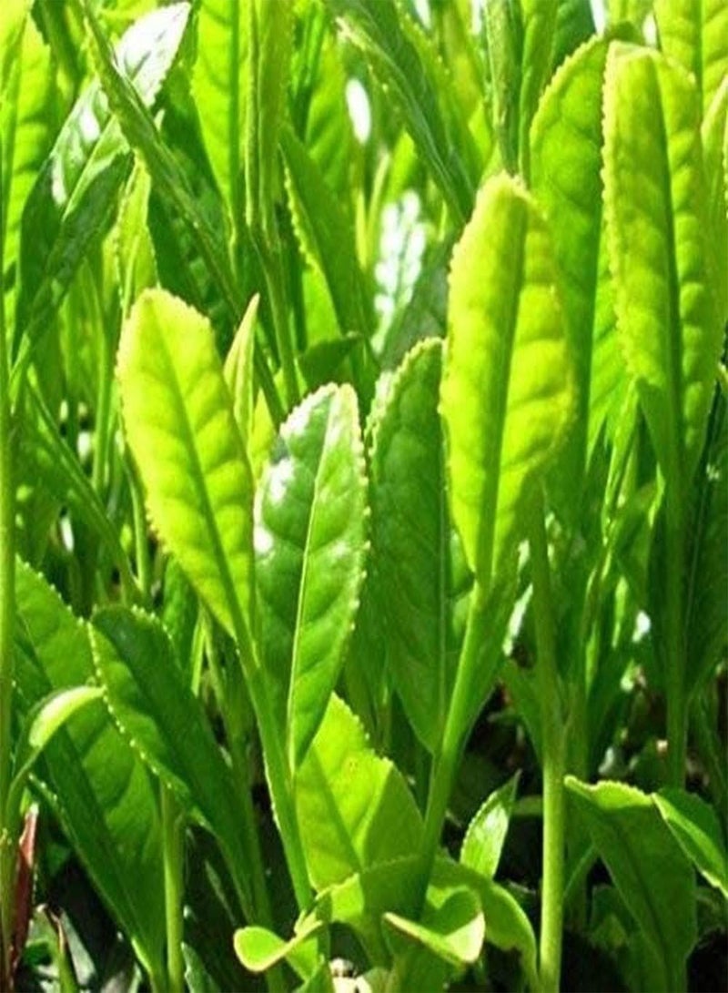 GGOOT 25PCS Tea Plant Seeds (Camellia Sinensis) Fresh Green Tea Seeds - Image 2