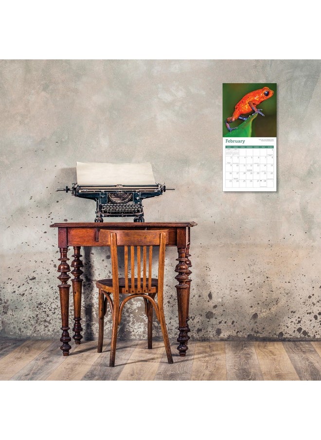 Ziga Media Frogs Mini Wall Calendar 2025, 7" X 7"  - Image 5