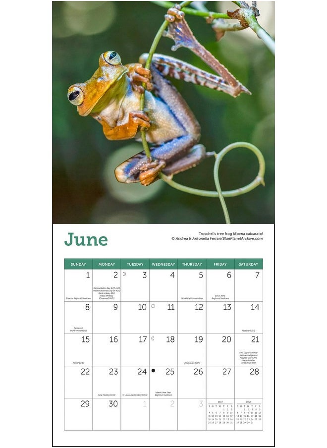 Ziga Media Frogs Mini Wall Calendar 2025, 7" X 7"  - Image 3