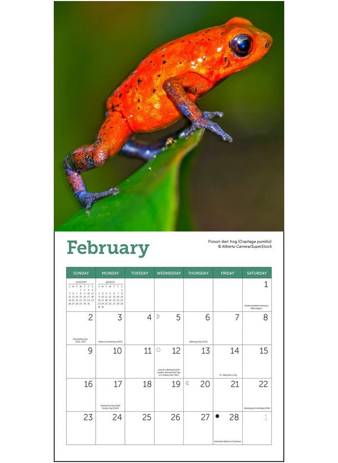 Ziga Media Frogs Mini Wall Calendar 2025, 7" X 7"  - Image 2