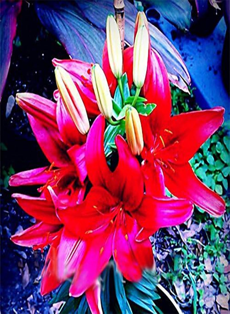 GGOOT 100 PCS Perfume Liliy Seeds Cheap Perfume Lilies Seeds, Rare Color Flower Garden Plant - 3 - Image 2