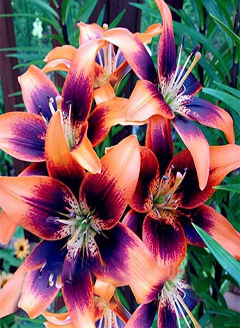 GGOOT 100 PCS Perfume Liliy Seeds Cheap Perfume Lilies Seeds, Rare Color Flower Garden Plant - 3 - Image 4