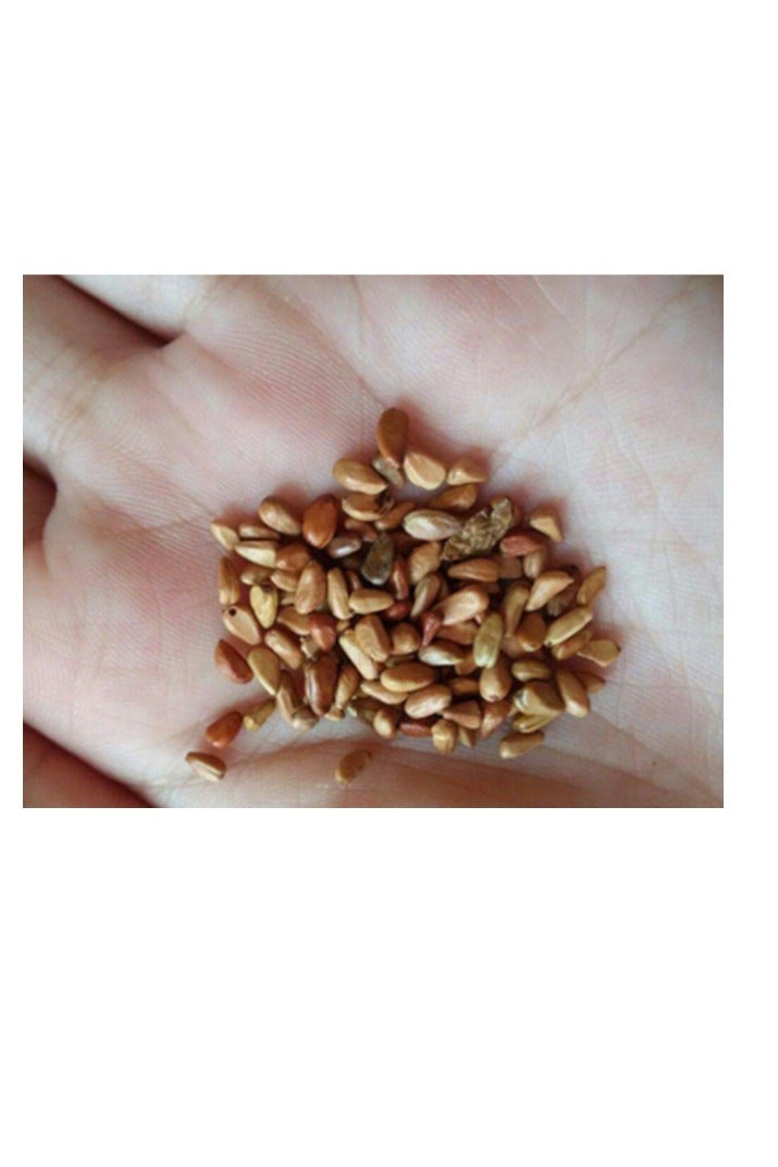 500 قطعة من بذور الورد المتسلق باللون الأرجواني - Image 3