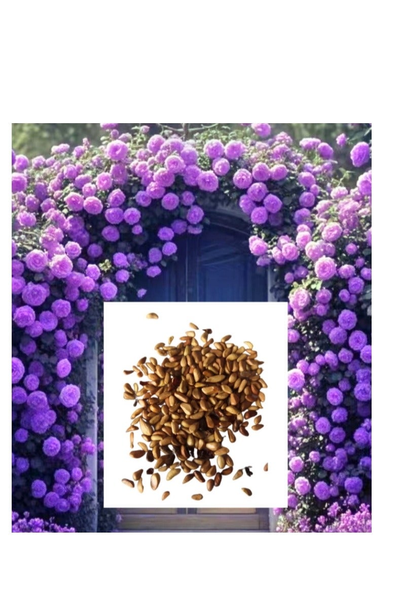 500 قطعة من بذور الورد المتسلق باللون الأرجواني - Image 1