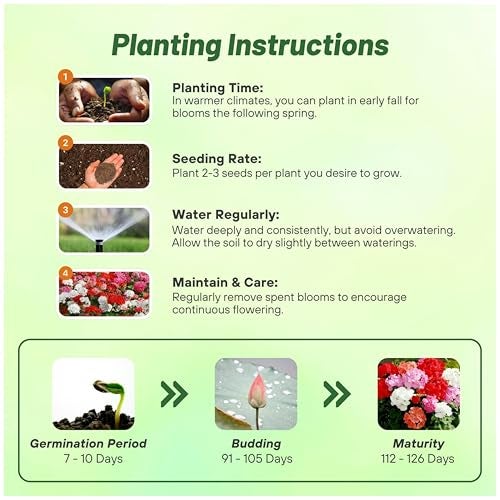 Outsidepride Mix Geranium Seeds for Planting - 100 Pcs Annual, Heat & Drought Tolerant Flower Seeds with Green Foliage & Mix Blooms for Pots, Borders & Lush Summer Garden Displays - Image 4