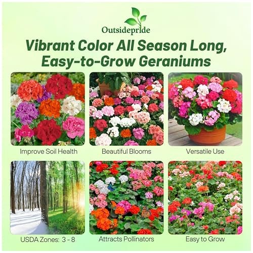 Outsidepride Mix Geranium Seeds for Planting - 100 Pcs Annual, Heat & Drought Tolerant Flower Seeds with Green Foliage & Mix Blooms for Pots, Borders & Lush Summer Garden Displays - Image 2
