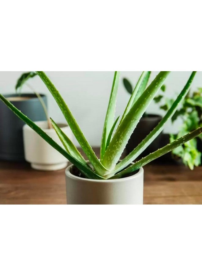 Generic 2 Pic Pure Aloe Vera Plant for Face, Skin & Hair - | For Glowing Skin | For Both Men and Women Uses (Pack of 2 Pic)  - Image 4