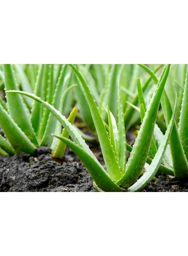 Generic 2 Pic Pure Aloe Vera Plant for Face, Skin & Hair - | For Glowing Skin | For Both Men and Women Uses (Pack of 2 Pic)  - Image 5
