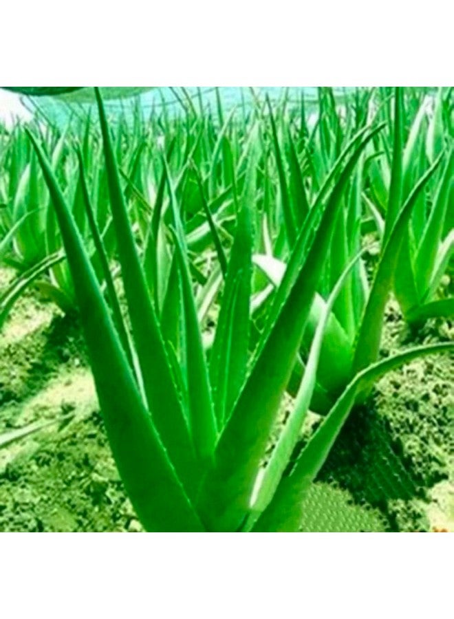Generic 2 Pic Pure Aloe Vera Plant for Face, Skin & Hair - | For Glowing Skin | For Both Men and Women Uses (Pack of 2 Pic)  - Image 3