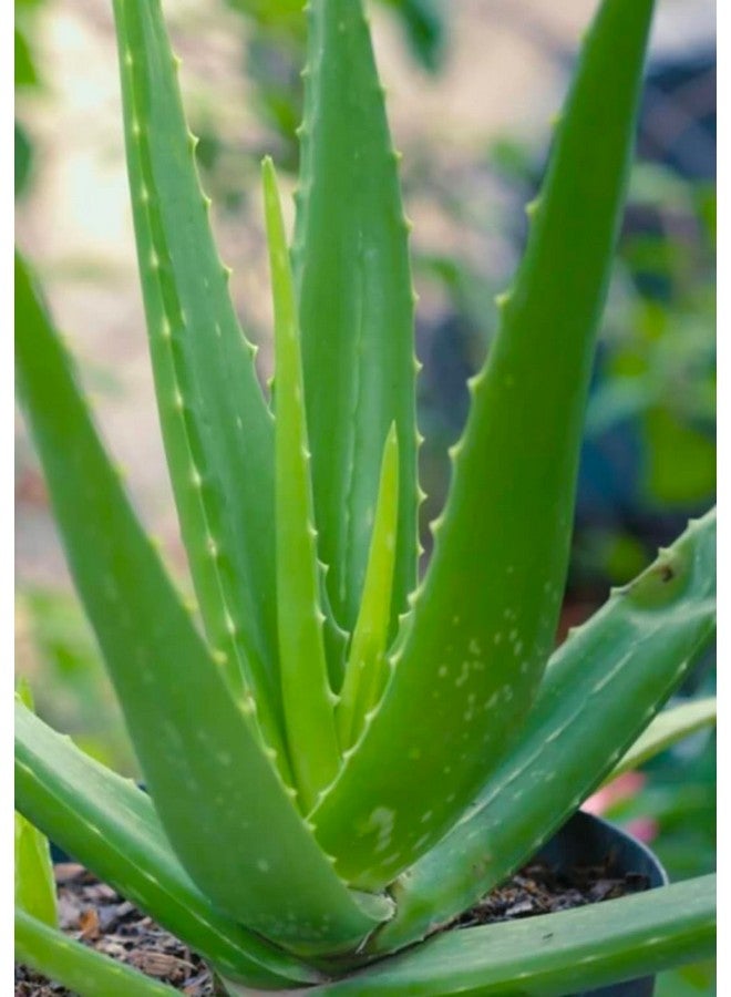 Generic 2 Pic Pure Aloe Vera Plant for Face, Skin & Hair - | For Glowing Skin | For Both Men and Women Uses (Pack of 2 Pic)  - Image 1