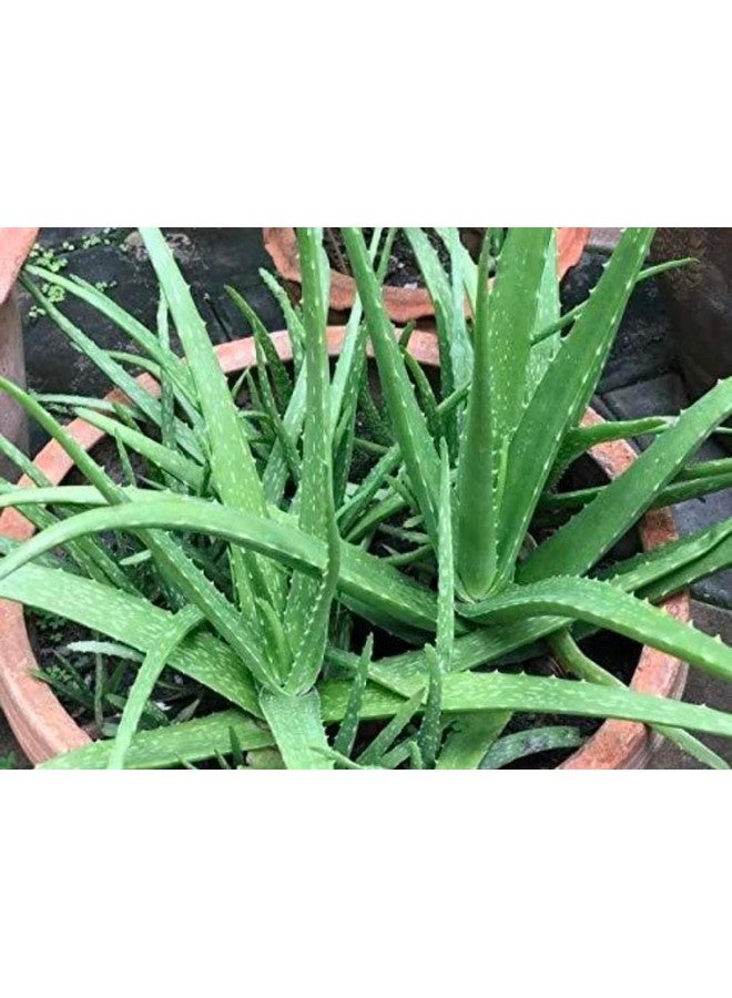 Generic 2 Pic Pure Aloe Vera Plant for Face, Skin & Hair - | For Glowing Skin | For Both Men and Women Uses (Pack of 2 Pic)  - Image 2