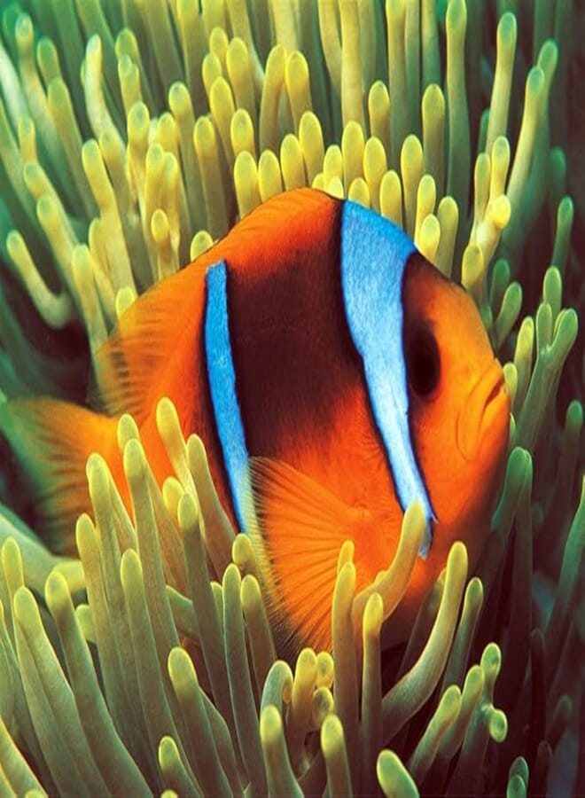 Clownfish 500pcs puzzle(glow in the dark)