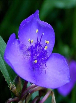 10 OHIO SPIDERWORT (Widows Tears / Bluejacket) Tradescantia Ohiensis Flower Seeds by - pzsku/ZC93F6604B5A3690C6A7DZ/45/1746406451/948059ea-4af8-41b8-9463-29c388236942